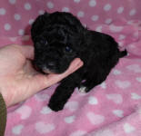 Black Mismark Female Toy Poodle Puppy