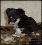 Chocolate Tricolour Male Long Coat Chihuahua Puppy