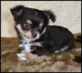 Chocolate Tricolour Male Long Coat Chihuahua Puppy