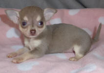Lilac Female Chihuahua Puppy