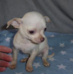 Chihuahua Puppy with Big Ears