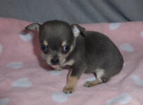 Blue Chihuahua Puppy