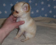 Lilac Fawn Long Haired Chihuahua Pup