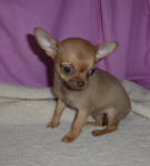 Chocolate Fawn Chihuahua Puppy
