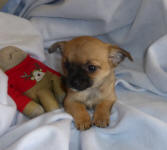 Sable Fawn Chihuahua Male Puppy Scotland