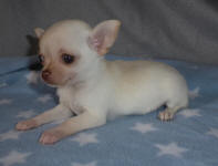 Tiny White Male Chihuahua Puppy