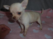 White Female Chihuahua