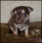 chocolate tricolour smooth coat male chihuahua puppy