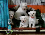White Miniature Schnauzer Pups