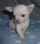 Ziggy White Male Chihuahua